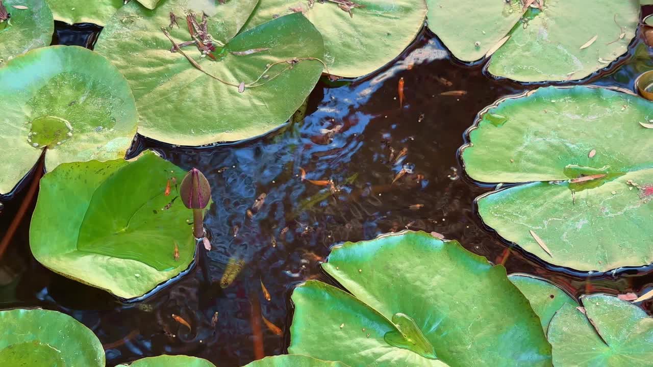 lots of tiny multicolor fishes eating feed in the pond