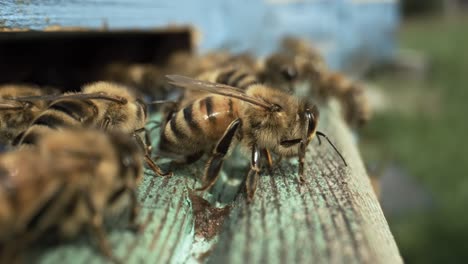 honey bees fly near a beehive in a super slow motion. shot on super slow motion camera 1000 fps. bees are best known to humans for their ecological roles as pollinators