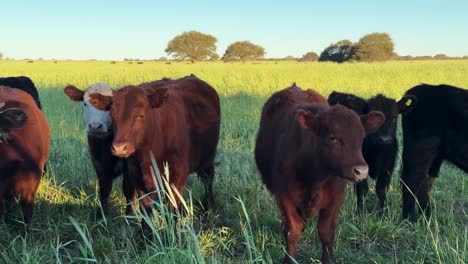 angus cattle over pastureland on a sunny day. static shot