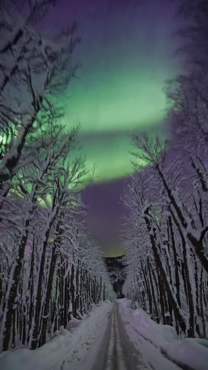 A mesmerizing video captures a snowy forest path under vibrant auroras