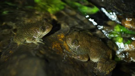 two wrinkled frog males sit in front of each other at night on a rock in  a flowing jungle stream at amboli in maharashtra, located at western ghats of india during the monsoon, one frog retreats