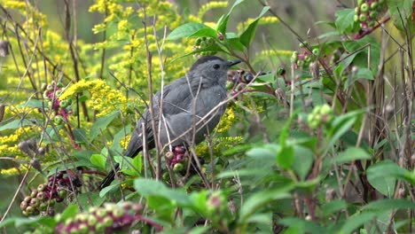 Un-Pájaro-Gato-Sentado-En-Un-Arbusto-De-Bayas-Y-Mirando-A-Su-Alrededor-En-Busca-De-Peligro