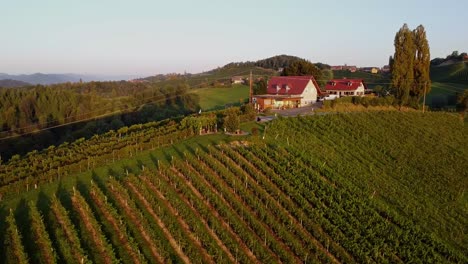 campo de uvas en estiria, austria, disparo de un avión no tripulado