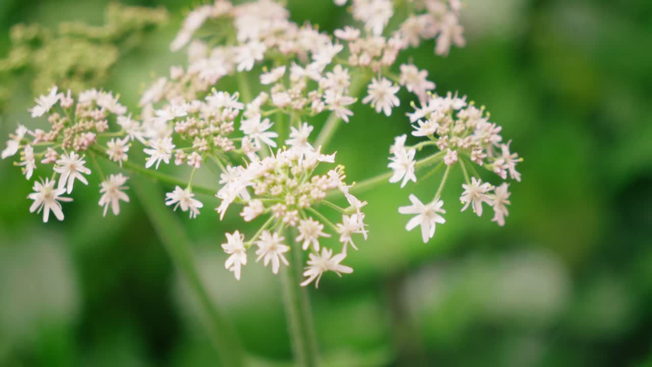 Close-up of Delicate White Flowers in a Green Garden