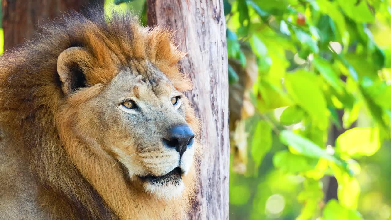 Lev hledící uprostřed bujné zeleně v zoo