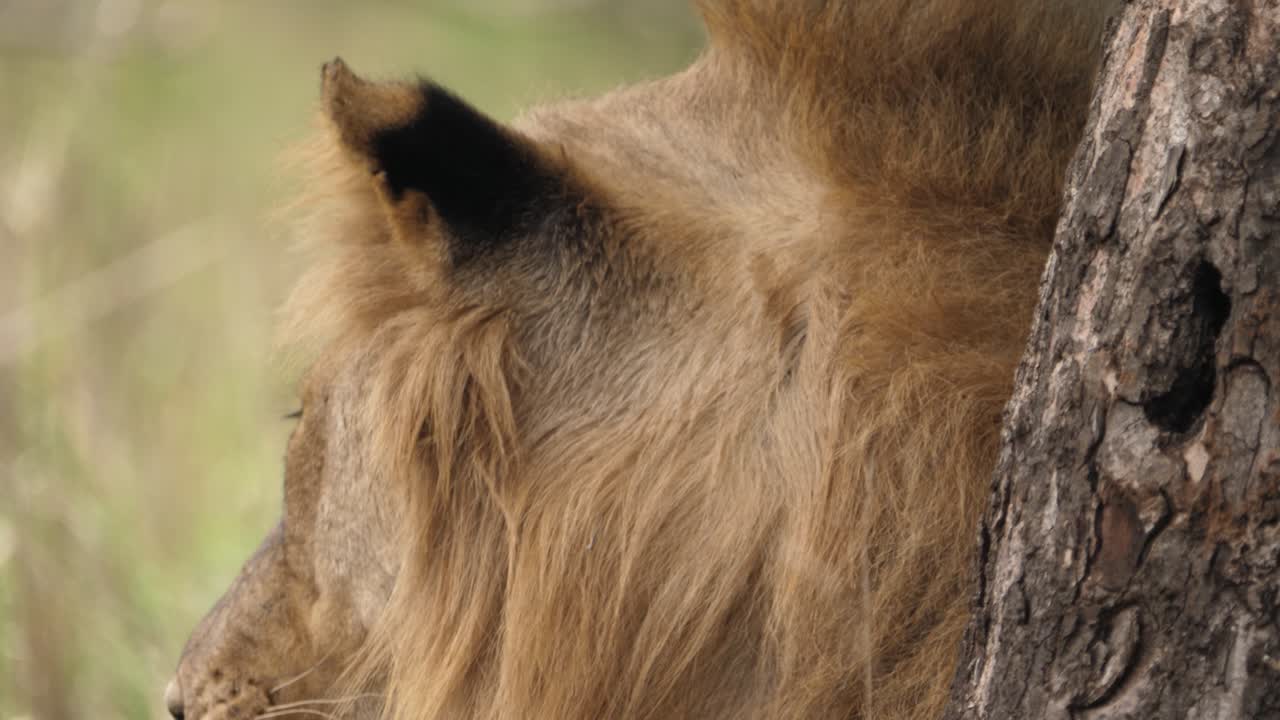 Detailní záběr samce afrického lva s hřívou hledícího vzhůru do větví stromu.