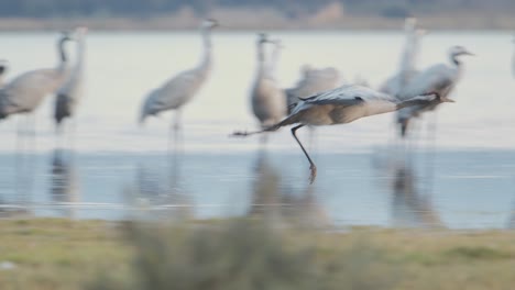 Group of cranes waking up at the roost during the wintering, within the lake, before dawn, starting the flight