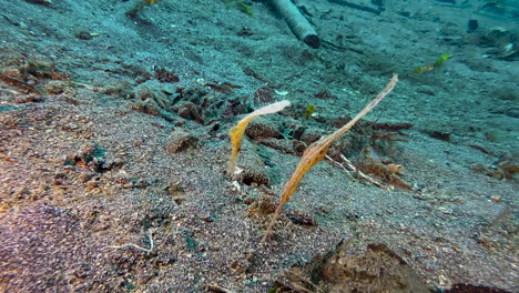 two robust ghost pipefish driving simultaneously over sandy seabed with some leaves and human waste in background