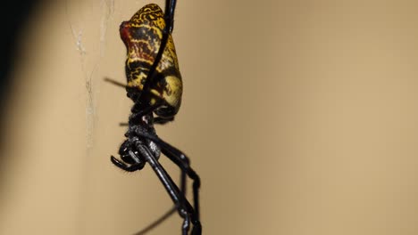 macro pedestal shot of yellow black colored spider relaxing in web net