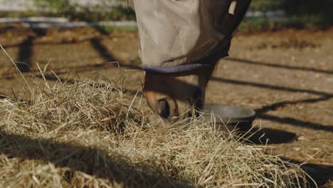 horse with fly mask eating hay