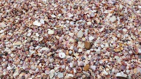 beach shells and pebbles