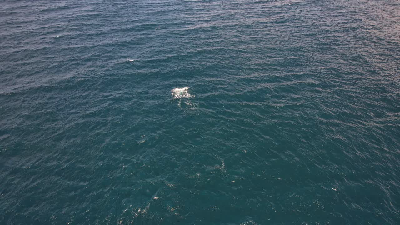 Aerial View Humpback Whale Diving In The Turquoise Waters Of Cabarita Beach In New South Wales, Australia