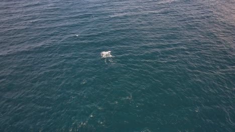 Vista-Aérea-De-Ballenas-Jorobadas-Buceando-En-Las-Aguas-Turquesas-De-La-Playa-De-Cabarita-En-Nueva-Gales-Del-Sur,-Australia