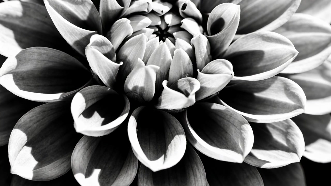 Pulling camera back revealing single dahlia-like bloom in studio, exposing central bud, monochrome