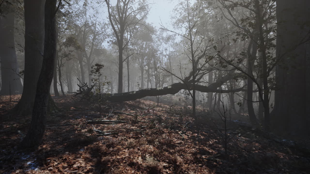 숲 속 의 따뜻 한 가을 풍경