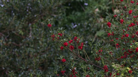 árbol-De-Arándanos-Con-Frutos-Rojos-Soplados-Por-El-Viento-En-Un-Clima-Lluvioso---Enfoque-Selectivo