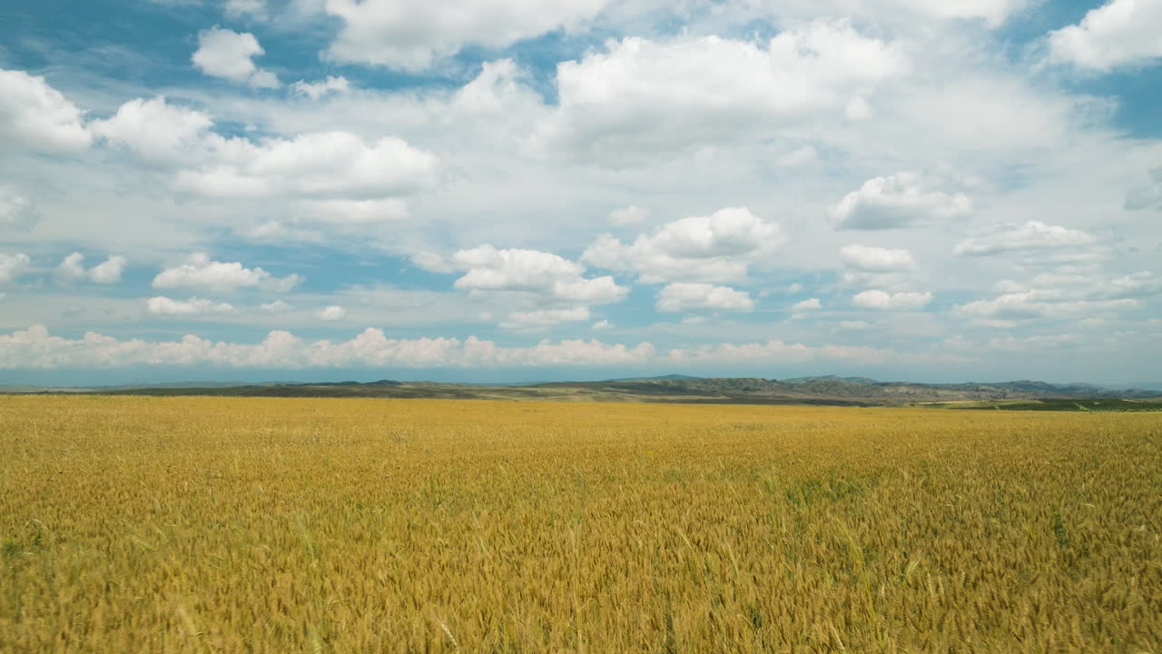 campo de trigo amarillo brillante bajo un cielo azul con nubes en la brisa de verano