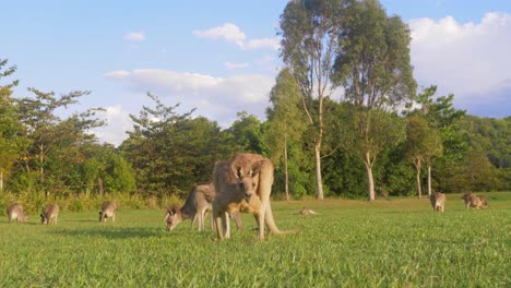 troop of eastern grey kangaroo eating grass on a sunny summer day - gold coast, queensland, australia