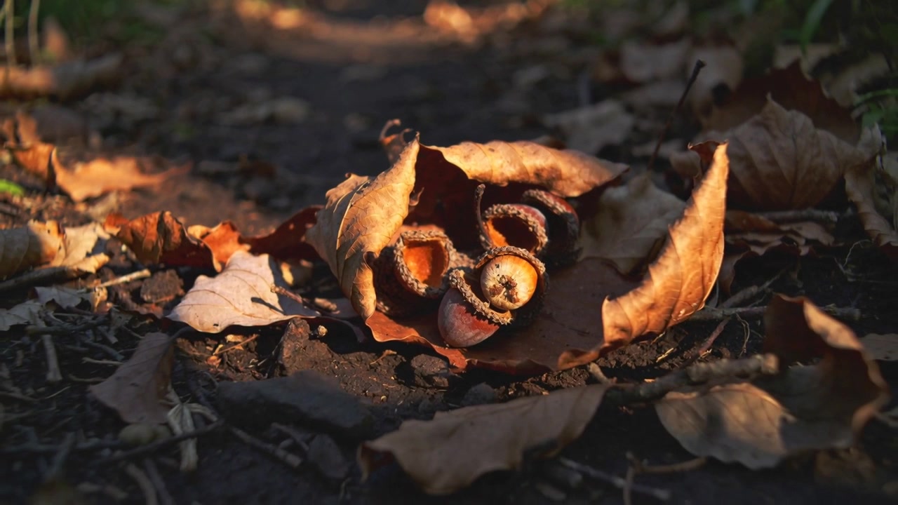 Zoom indietro della fotocamera che mostra un grappolo di ghiande in una foglia arricciata su un sentiero nel bosco, con la luce del sole che illumina le cupole
