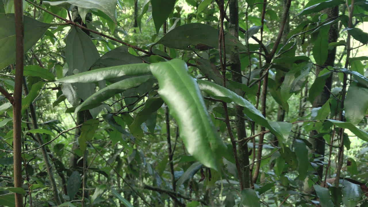 녹색 잎, 자연 다리 폭포 스프링 브룩, 퀸즐랜드의 총을 닫습니다