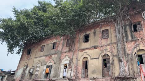 vintage old building with roots of pipal trees attached on walls of houses in kolkata, india. old broken bricks houses.