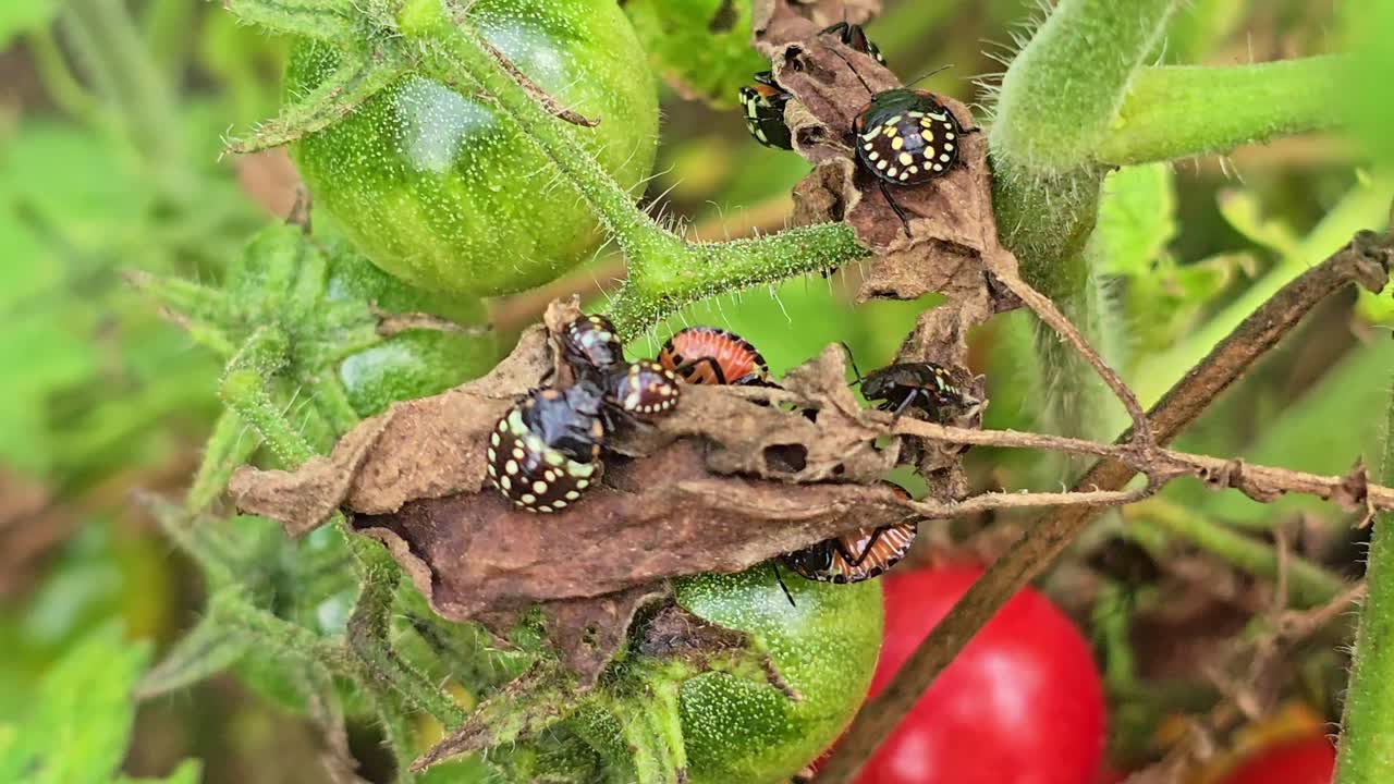 Primissimo piano di ninfe di cimice che si riposano su una foglia tra pomodori verdi e rossi