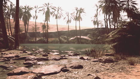 oasis-in-the-middle-of-the-desert-with-a-lot-of-trees