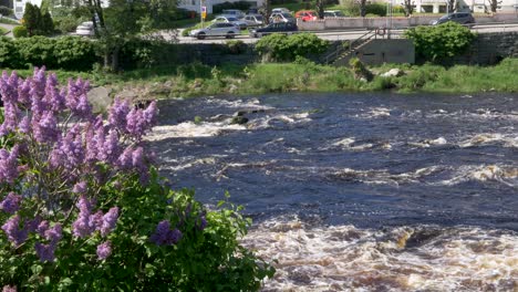 flowing water of river atran in falkenberg, sweden with blooming common lilac flowers in foreground