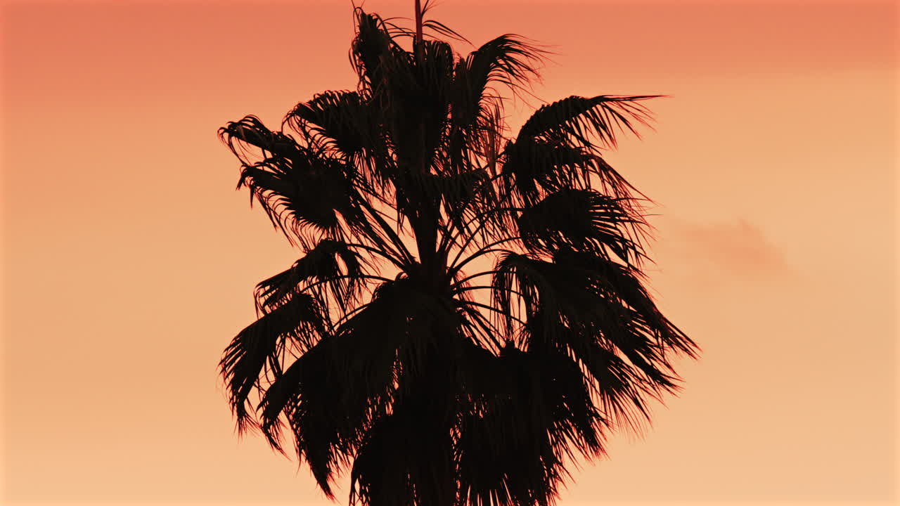Single palm tree silhouette stands against a dramatic orange sunset sky