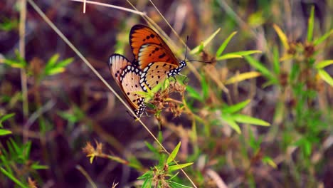 Australische-Schmetterlingspaarung,-Monarchfalter,-Orangefarbener-Schmetterling,-Indischer-Schmetterling