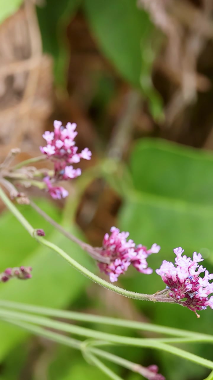 Primo piano di fiori di verbena viola che si muovono delicatamente nel vento, su uno sfondo di foglie verdi e foresta naturale. Luce diurna soffusa, movimento sottile della telecamera