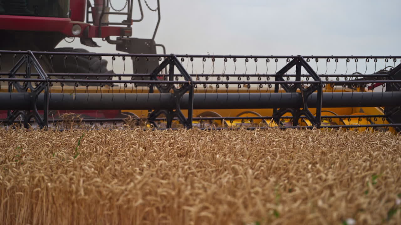 Quickly twisting mowing mechanism of the huge harvester combine. The long mower of a harvester cuts the spikelets of ripe wheat. Close up.