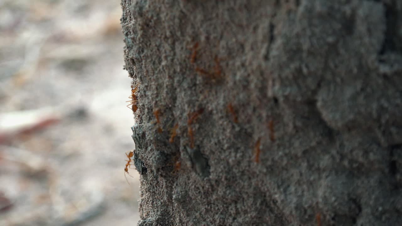 Inquadratura statica media dall'esterno, vista laterale di alcune formiche rosse che camminano e attraversano un albero di giorno