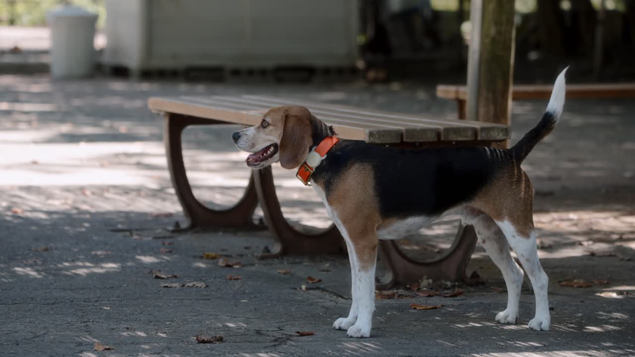 Scatto laterale di un beagle che si riposa all'ombra in un parco per cani in una calda giornata estiva. Con la coda alzata e la lingua di fuori, la scena cattura un momento di tranquillo recupero, il caldo e il rilassato comportamento canino all'aperto.