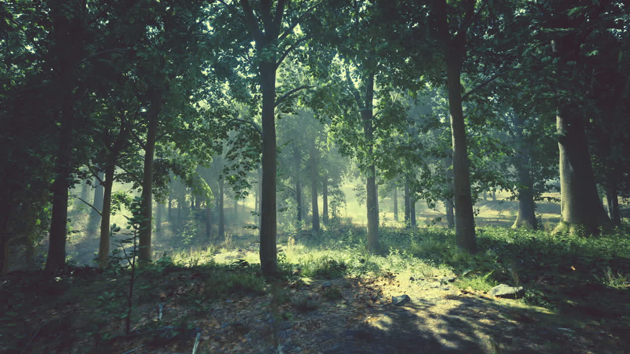 Sunlit Foggy Forest
