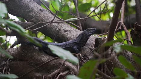 Lagarto-Salvaje-Sentado-En-Los-árboles-De-La-Selva-Tropical-En-Costa-Rica