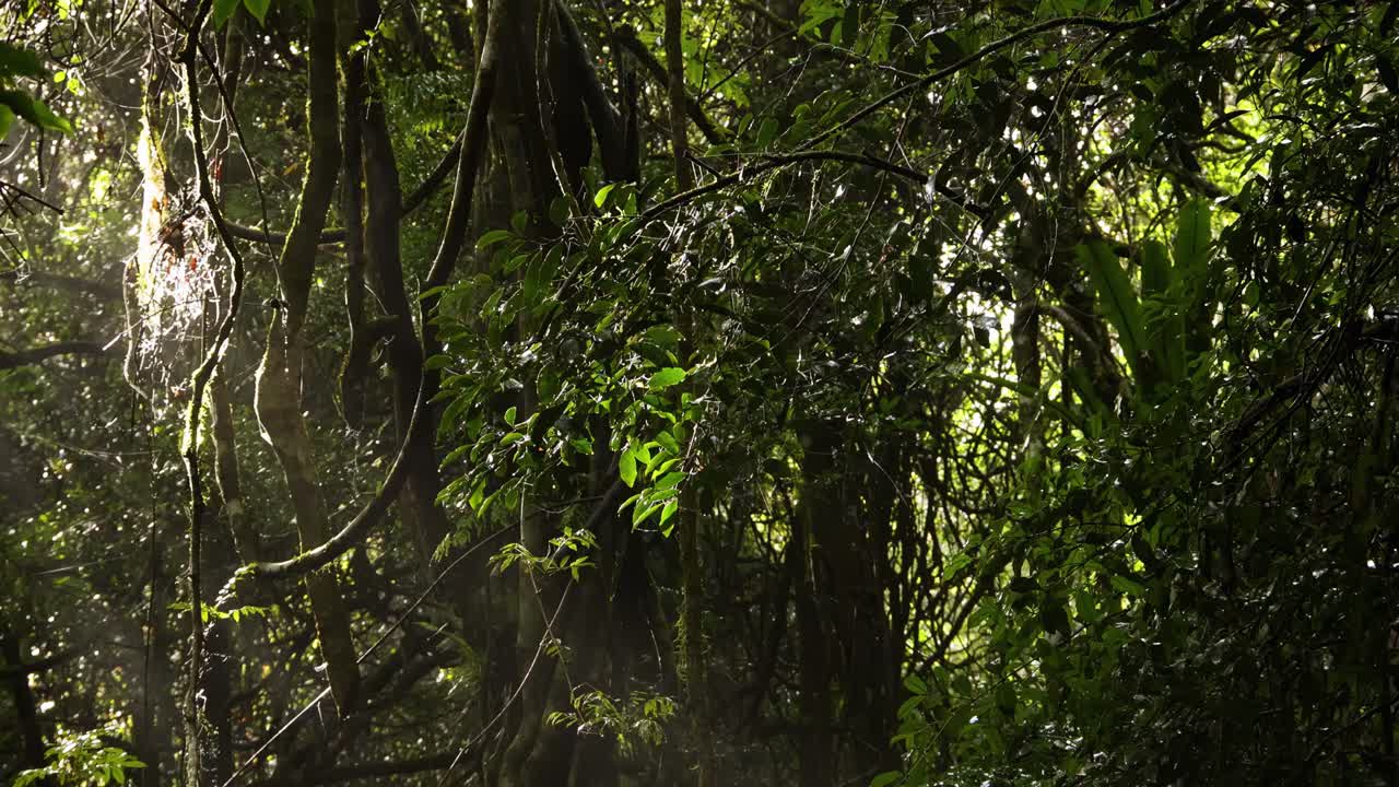 Sunlight filters through thick vines and lush foliage, creating a serene jungle atmosphere.