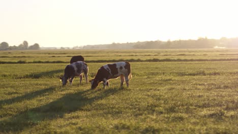 cows grazing on idyllic dutch meadow backlit by warm glowing sunset