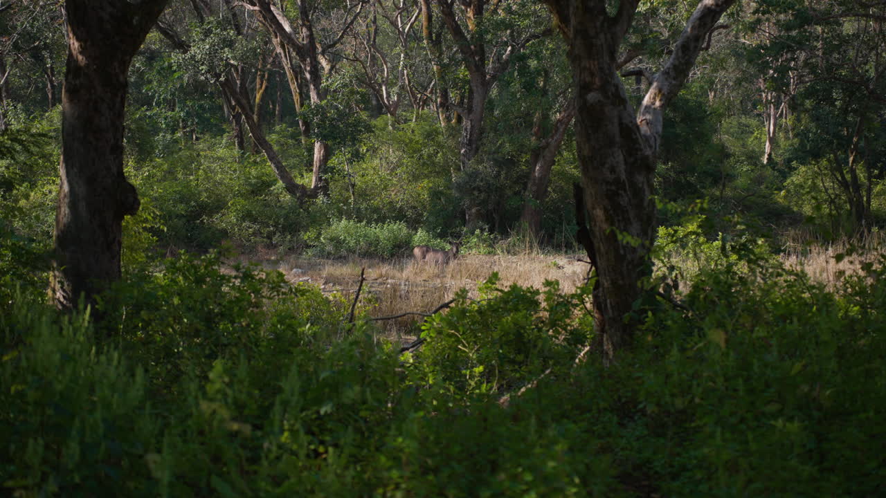 Sambarherten in weelderig bos, slow motion, ochtend in Jim Corbett Park