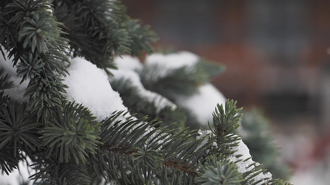 снежные сосновые ветви