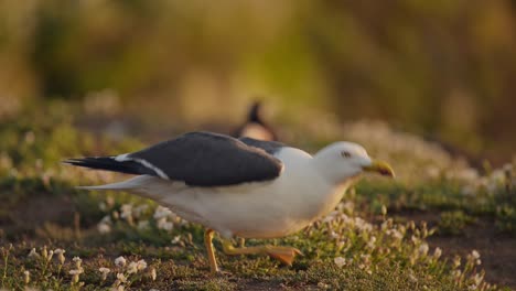 slow motion gull flying in golden hour, greater black backed gulls in flight in uk birds and birdlife shot in warm orange sunlight, seabirds in uk on skomer island in wales