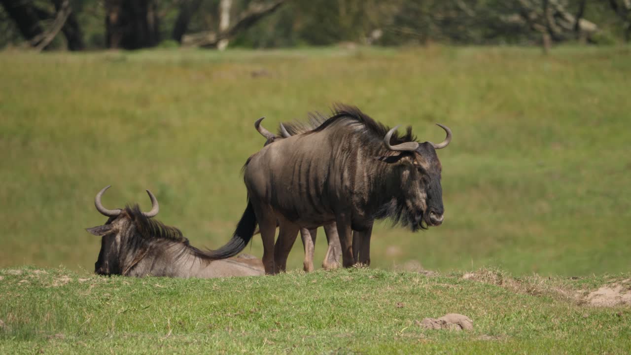 A small group of wildebeest standing still on the savannah under the hot African sun