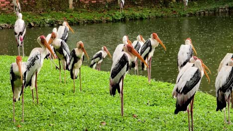 group of ibis in the rain