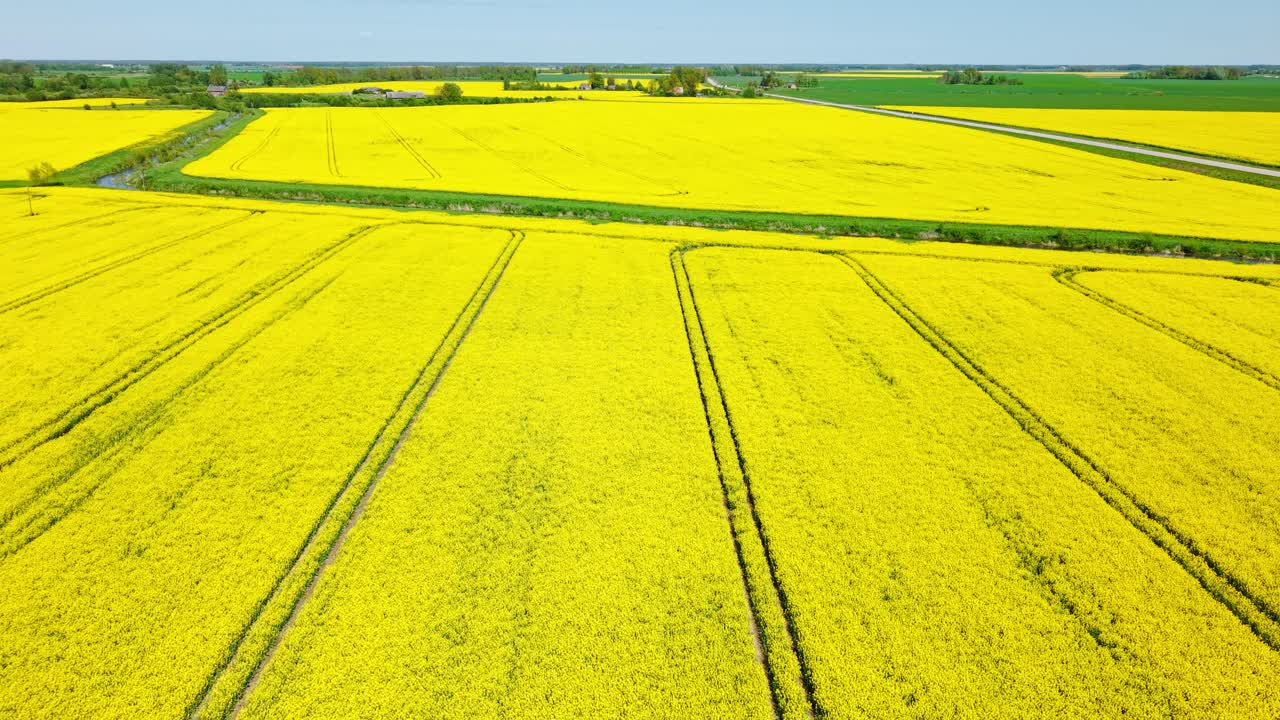 Aerial establishing of full bloom rapeseed field glowing under sun in golden hour light