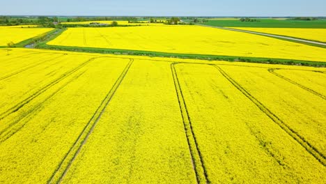 aerial establishing of full bloom rapeseed field glowing under sun in golden hour light