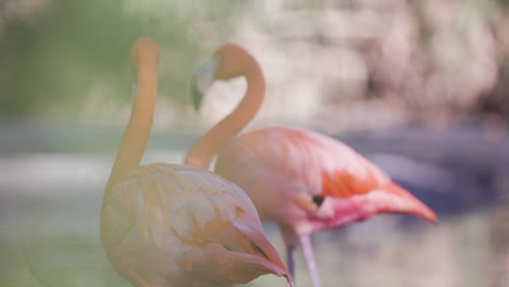 flamencos rosados de cerca