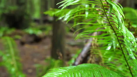 Closeup-of-a-beautiful-fern-swaying-in-the-wind-at-Humboldt-Redwoods-State-Park-Avenue-of-the-Giants,-with-blurred-trees-in-the-background