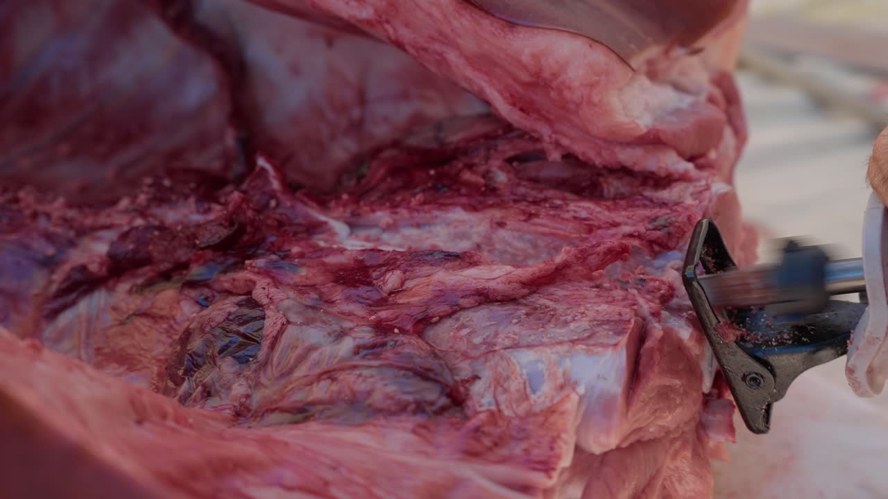 handheld saw slices pig along spine in close up view of meat processing