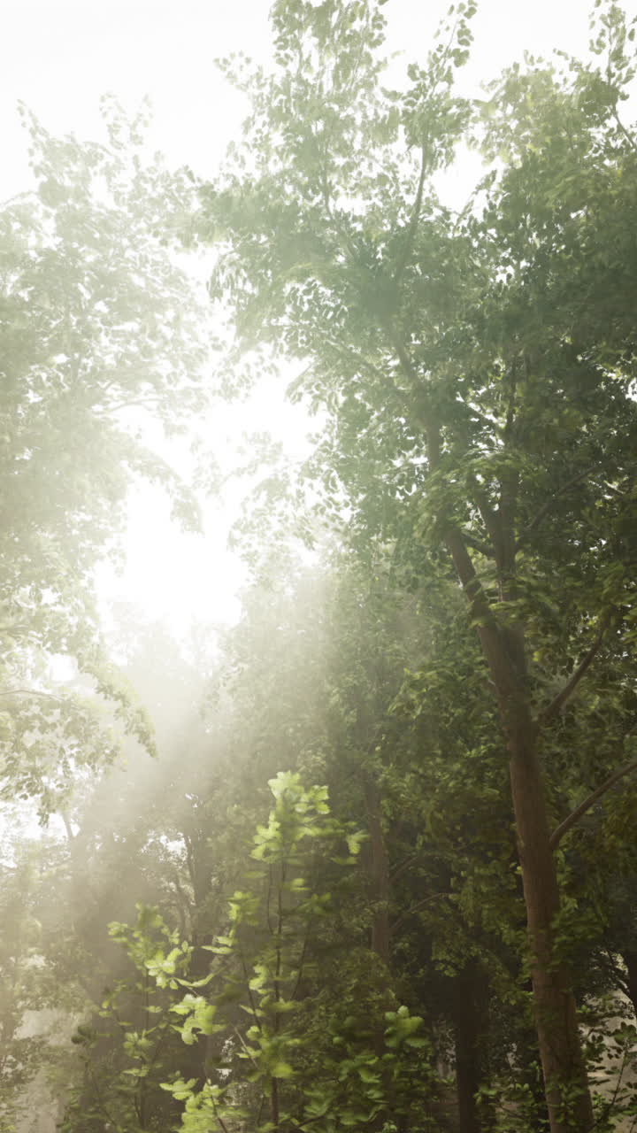 la luz del sol a través de los árboles en un bosque de niebla