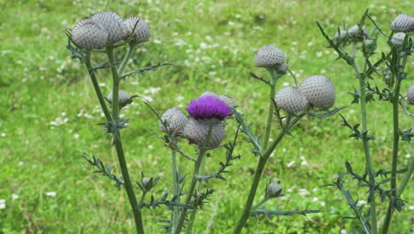 thistle swaying in the wind – static shot